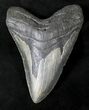 Massive Megalodon Tooth - North Carolina #19964-1